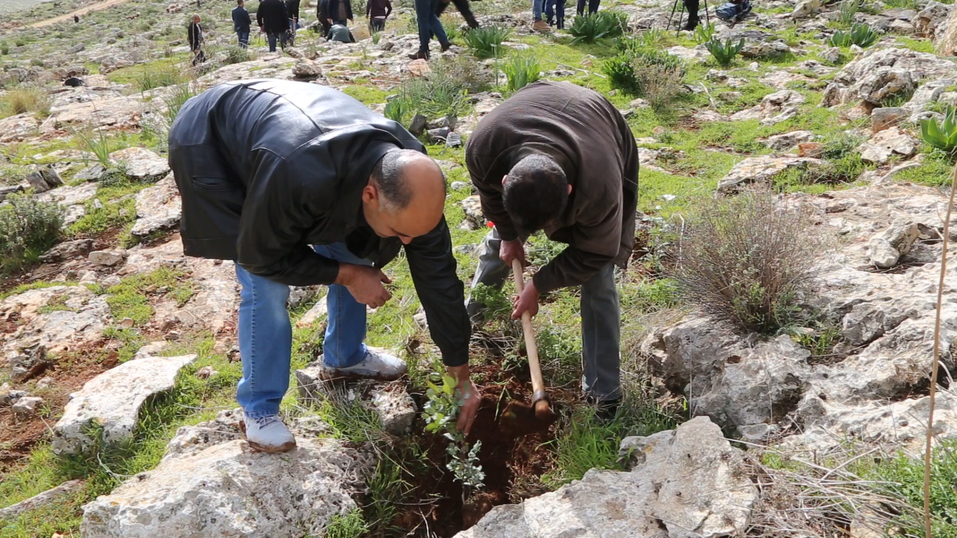 وزارة الوراعة الفلسطينية تعيد زراعة أشجار اقتلعها الاحتلال الإسرائيلي في محمية عينون شرق طوباس